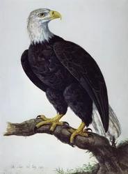 Hvidhovedet Havørn
